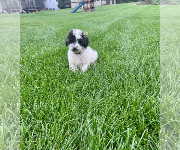Medium Photo #4 Australian Shepherd Puppy For Sale in Brooklyn Center, MN, USA