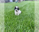 Small #3 Australian Shepherd
