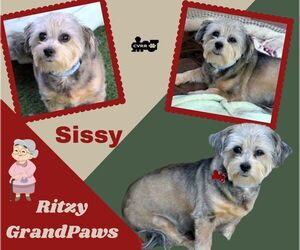 Mutt Dogs for adoption in Lindsay, CA, USA
