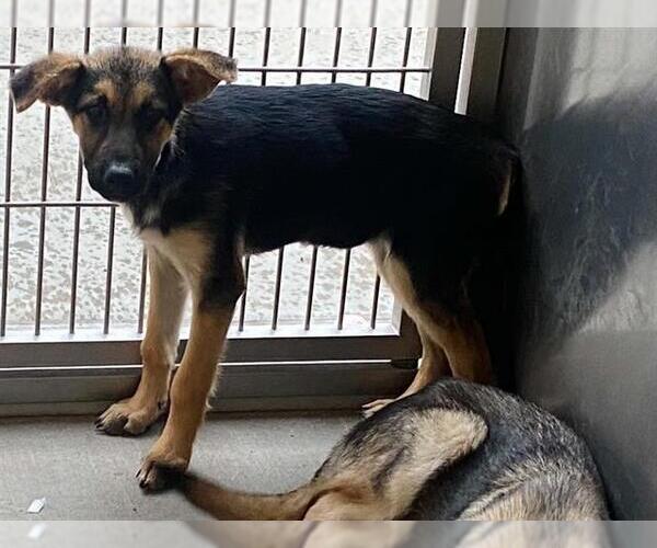 Medium Photo #1 German Shepherd Dog Puppy For Sale in Orange, CA, USA