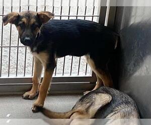 German Shepherd Dog Dogs for adoption in Orange, CA, USA