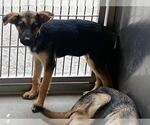 Small German Shepherd Dog