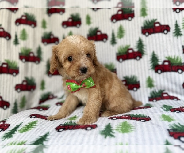 Medium Photo #3 Cavapoo Puppy For Sale in LAKELAND, FL, USA