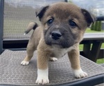 Puppy Timber Alaskan Husky-Border Collie Mix
