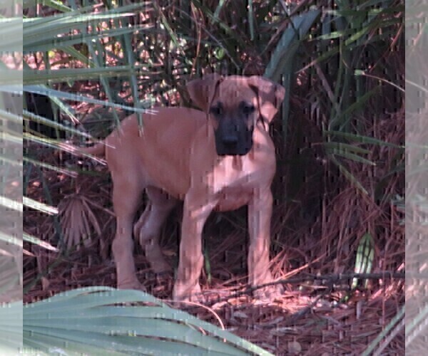 Medium Photo #1 Great Dane Puppy For Sale in NICEVILLE, FL, USA