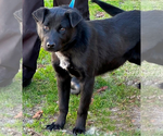 Small Photo #9 Norwegian Elkhound-Schipperke Mix Puppy For Sale in Doylestown, PA, USA