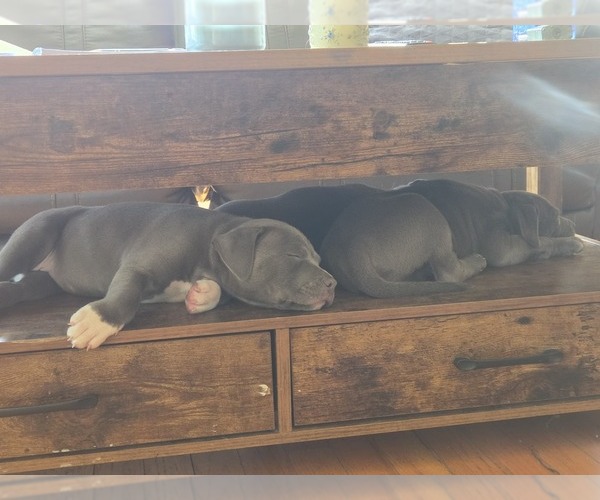 Medium Photo #14 American Pit Bull Terrier Puppy For Sale in WAUSAU, WI, USA