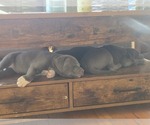 Small #13 American Pit Bull Terrier