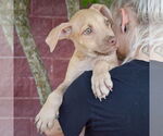 Small #5 American Staffordshire Terrier-Labrador Retriever Mix