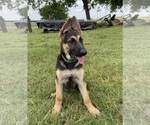 Puppy Scout German Shepherd Dog