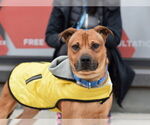 Small #3 American Pit Bull Terrier-Labrador Retriever Mix
