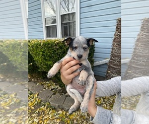 Australian Cattle Dog Puppy for sale in GREENVILLE, OH, USA