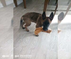 Belgian Malinois Puppy for sale in LEXINGTON, KY, USA