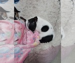 Puppy Puppy 1 Chihuahua