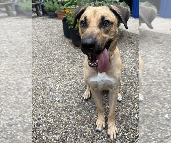 Medium Photo #3 Mutt Puppy For Sale in Springdale, PA, USA