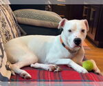 Small #1 American Pit Bull Terrier Mix