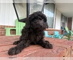 Small Photo #5 Aussiedoodle Miniature  Puppy For Sale in OKLAHOMA CITY, OK, USA