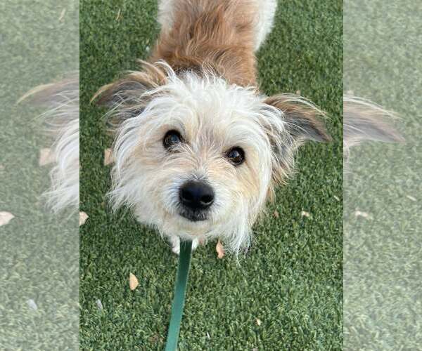 Medium Photo #3 Mutt Puppy For Sale in Corona, CA, USA