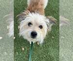 Small #2 Mutt