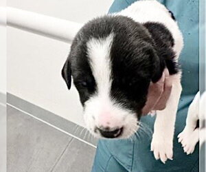 Mutt Dogs for adoption in Houston, TX, USA