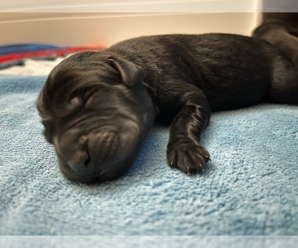 Medium Photo #5 Labrador Retriever Puppy For Sale in CARMICHAEL, CA, USA
