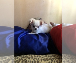 Chihuahua Puppy for Sale in FREMONT, California USA