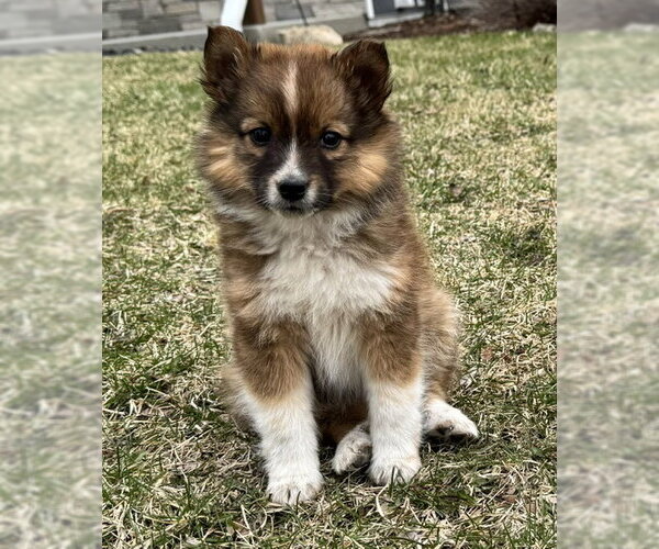 Medium Photo #2 Australian Shepherd-Unknown Mix Puppy For Sale in Genesee, WI, USA