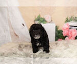 Small Photo #18 Goldendoodle-Poodle (Miniature) Mix Puppy For Sale in WARSAW, IN, USA
