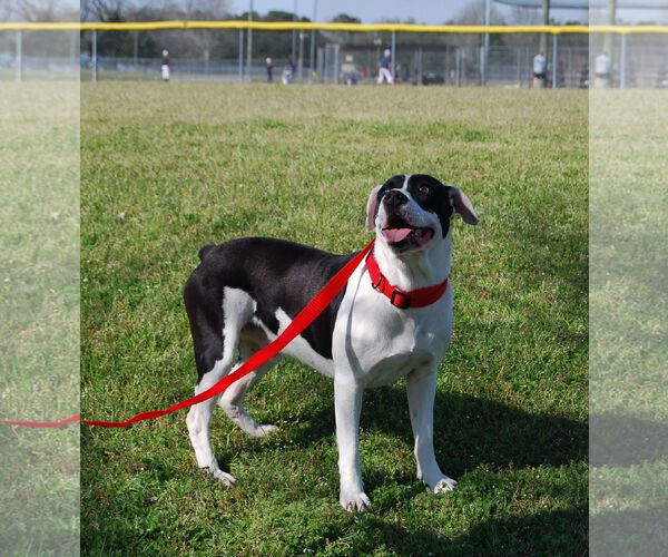Medium Photo #12 American Bulldog-Dalmatian Mix Puppy For Sale in Monticello, MS, USA