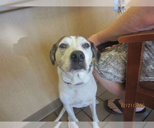 American Pit Bull Terrier Dogs for adoption in Ocala, FL, USA