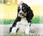 Small #1 Cocker Spaniel