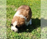 Small Photo #42 Saint Bernard Puppy For Sale in TURLOCK, CA, USA