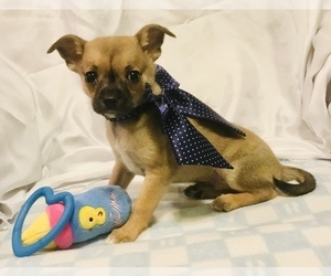 Chihuahua Puppy for sale in MANKATO, MN, USA