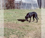 Small #8 Labrador Retriever Mix