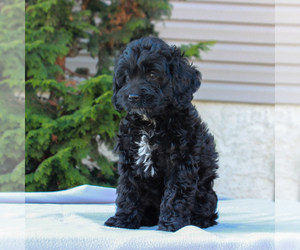 Cocker Spaniel-Poodle (Miniature) Mix Puppy for sale in HONEY BROOK, PA, USA