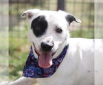 Small American Staffordshire Terrier Mix