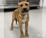 Small #1 Retriever  Mix