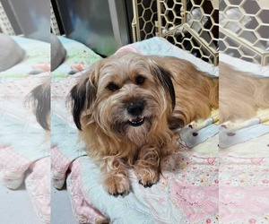 Tibetan Terrier-Wheaten Terrier Mix Dogs for adoption in Agoura Hills, CA, USA