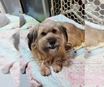 Small Tibetan Terrier-Wheaten Terrier Mix
