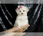 Small #1 Maltese