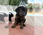 Small #7 Labrador Retriever Mix