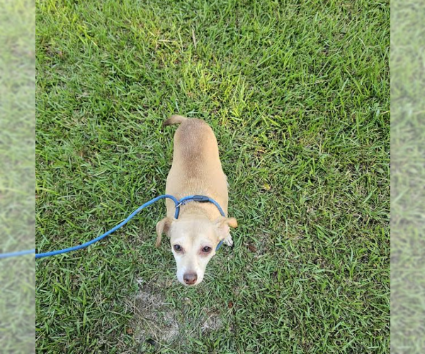 Medium Photo #3 Chihuahua-Unknown Mix Puppy For Sale in Cranston, RI, USA