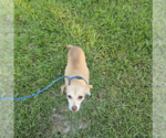 Small #2 Chihuahua Mix
