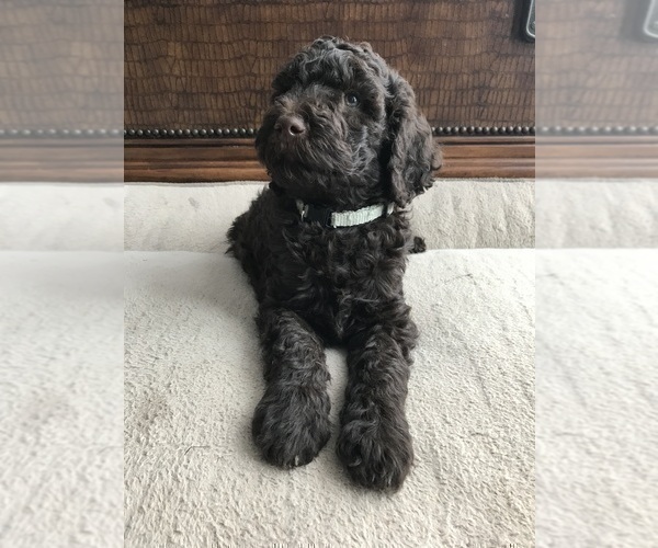 Medium Photo #2 Goldendoodle Puppy For Sale in SHOW LOW, AZ, USA