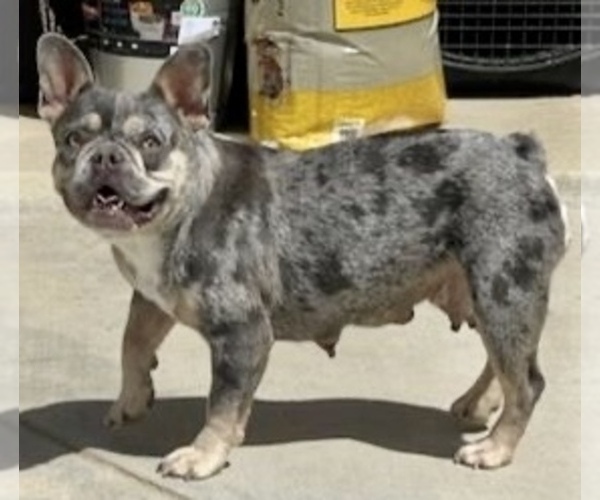 Medium Photo #1 French Bulldog Puppy For Sale in SANTA MONICA, CA, USA