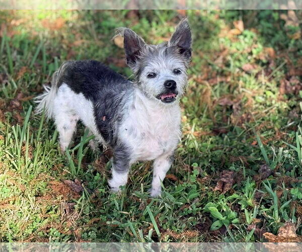 Medium Photo #3 Mutt Puppy For Sale in Palatka, FL, USA