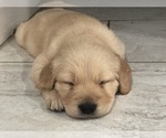 Small Photo #4 Golden Retriever Puppy For Sale in CLOVIS, CA, USA