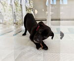 Small #3 Labrador Retriever Mix