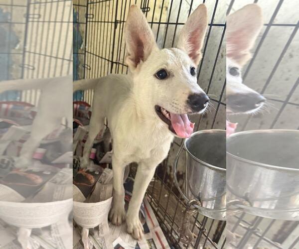 Medium Photo #2 Chihuahua-German Shepherd Dog Mix Puppy For Sale in Virginia Beach, VA, USA