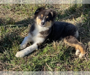 Australian Shepherd Puppy for sale in MOUNT VERNON, WA, USA